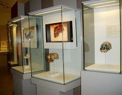 Fósiles de la Garganta de Olduvai. TAM