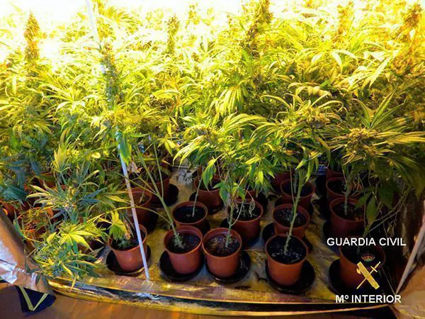 La Guardia Civil descubre un laboratorio de cannabis